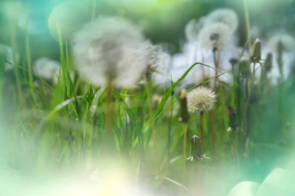 春光明媚的草地上吹着球 自然夏季背景 — 图库照片