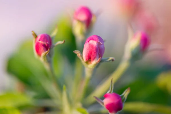 Arbre Fleurs Dans Jardin Printemps Beau Fond Naturel Printemps — Photo