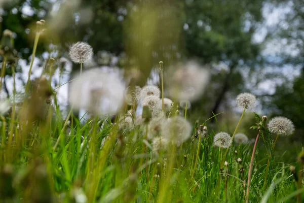 春光明媚的草地上吹着球 自然夏季背景 — 图库照片