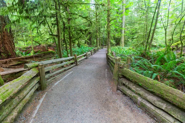 Passerella Legno Nella Foresta — Foto Stock