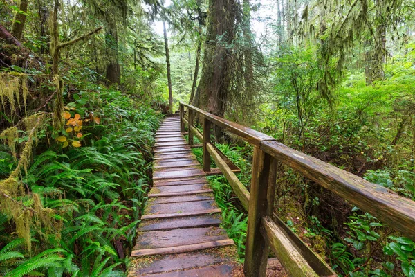 Promenade Bois Dans Forêt — Photo