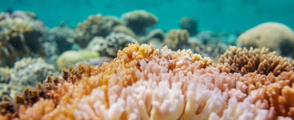 Recifes Coral Vivos Mar Vermelho Egito Fundo Natural Incomum — Fotografia de Stock