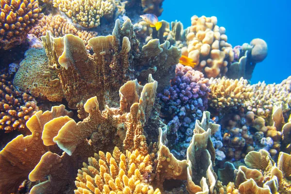 Barriera Corallina Vivente Nel Mar Rosso Egitto Sfondo Naturale Insolito — Foto Stock