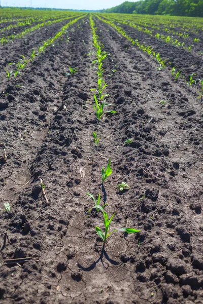 Young Corn Sprouts Field — Stock Photo, Image