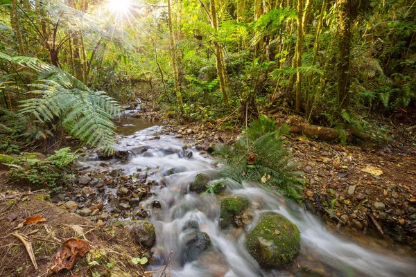 Bella Acqua Corrente Che Scorre Giù Nella Foresta Pluviale Costa — Foto Stock