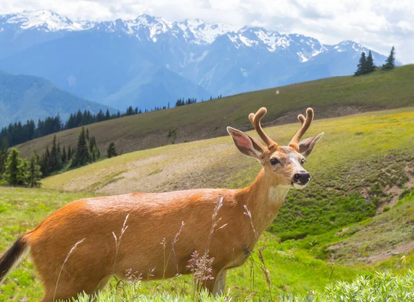 Rehe Auf Der Grünen Wiese Ländlichen Raum — Stockfoto