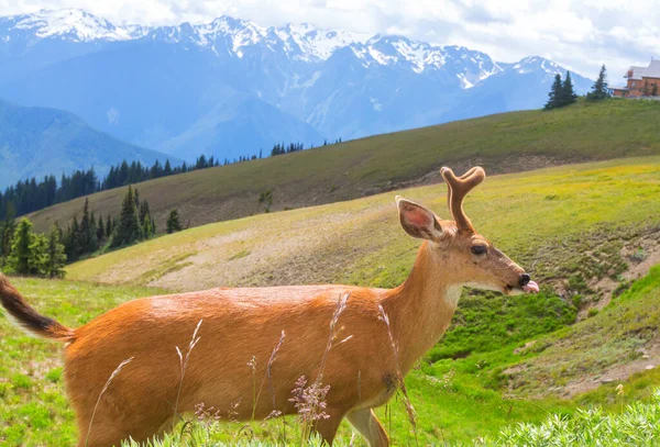 Deers Green Meadow Rural Area — Stock Photo, Image