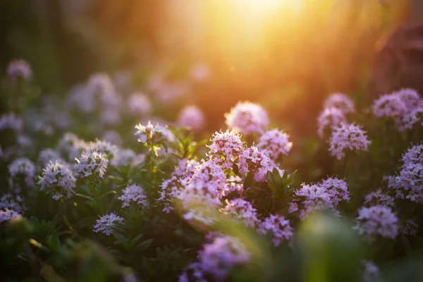 Úžasné Barevné Květiny Letní Zahradě — Stock fotografie