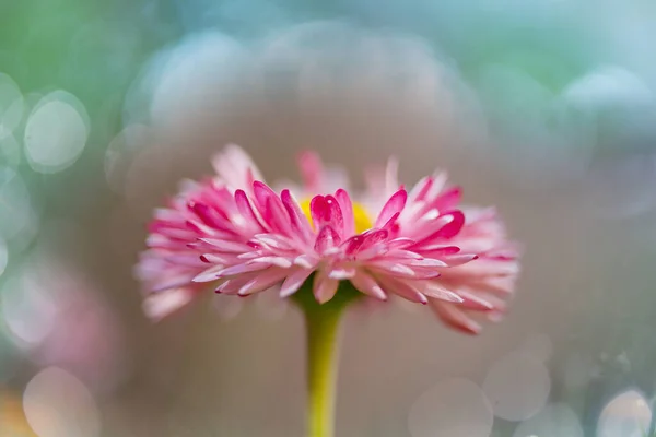 Incroyable Fleur Colorée Dans Jardin Été — Photo