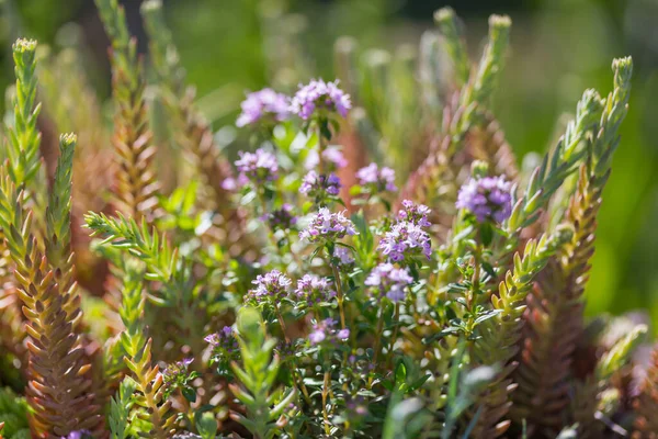 Nahaufnahme Der Schönen Blumen Geeignet Für Floralen Hintergrund — Stockfoto