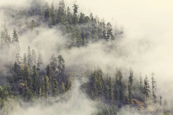 Forêt Brumeuse Magique Beaux Paysages Naturels — Photo