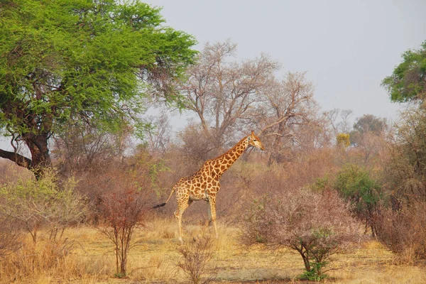 纳米比亚非洲丛林中的野生长颈鹿 — 图库照片