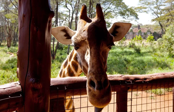 Wilde Giraffe Afrikaanse Struik Namibië — Stockfoto