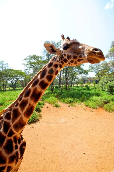 Girafe Sauvage Dans Brousse Africaine Namibie — Photo