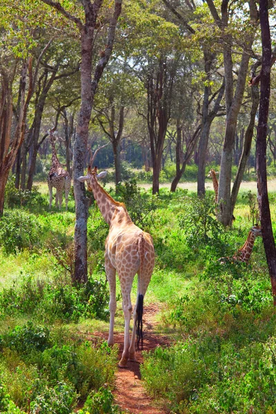 Afrika çalılıklarında vahşi zürafa, Namibya