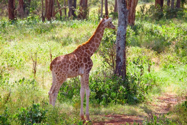 Girafe Sauvage Dans Brousse Africaine Namibie — Photo