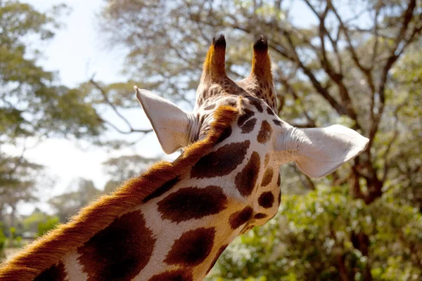 Girafa Selvagem Mato Africano Namíbia — Fotografia de Stock