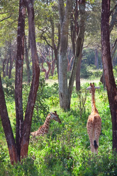 Wilde Giraffe Afrikaanse Struik Namibië — Stockfoto