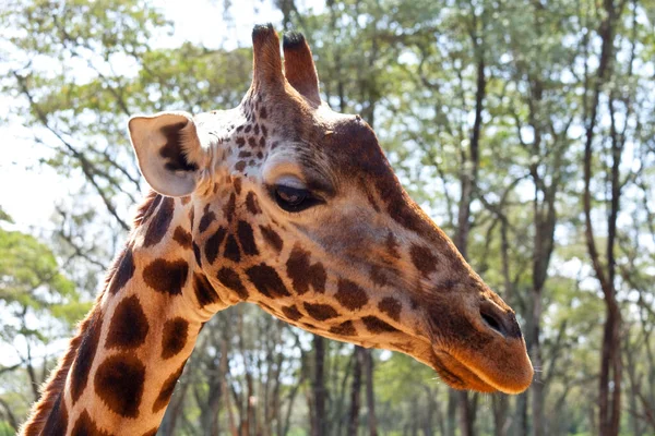 Girafa Selvagem Mato Africano Namíbia — Fotografia de Stock