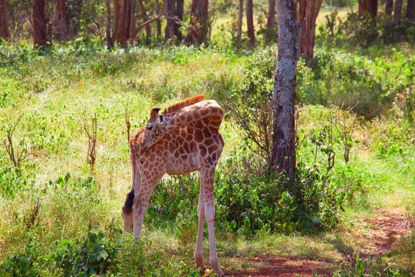 Dzika Żyrafa Afrykańskim Krzaku Namibia — Zdjęcie stockowe