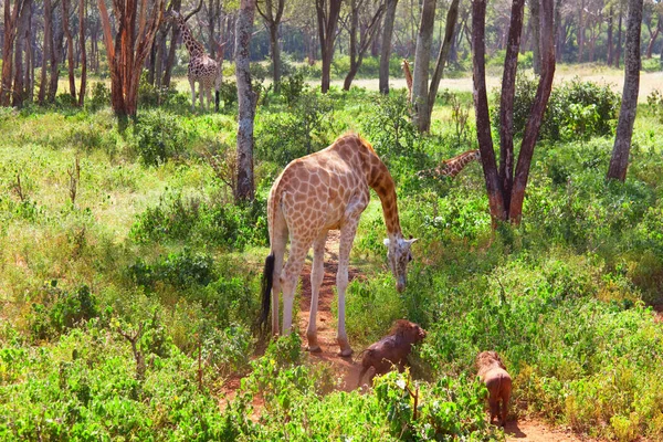 Divoká Žirafa Africkém Keři Namibie — Stock fotografie