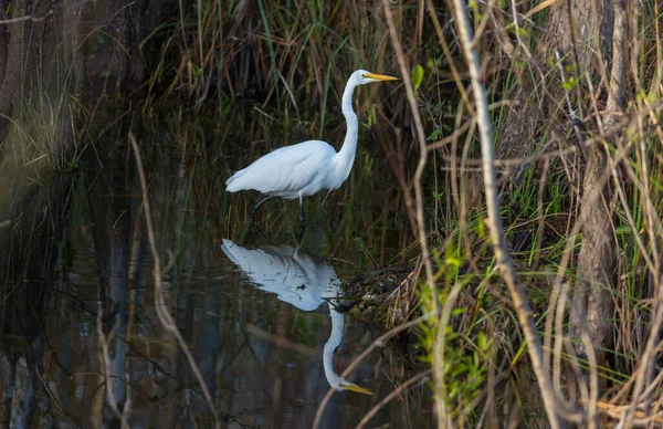Garza Everglades Florida — Foto de Stock