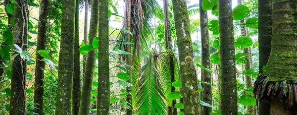 Hermosa Selva Tropical Verde Para Fondo Natural —  Fotos de Stock