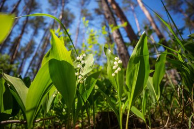Bahar mevsimi teması. Ormandaki vadideki Lilly