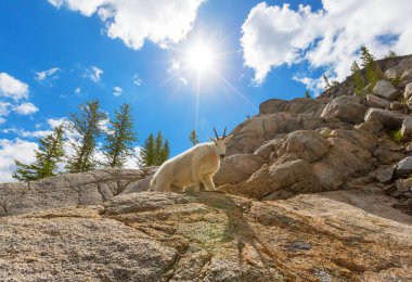 Şelale Dağlarında Vahşi Dağ Keçisi