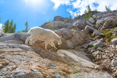 Şelale Dağlarında Vahşi Dağ Keçisi