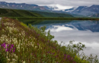 Yaz mevsiminde yeşil bir çayırdaki güzel kır çiçekleri. Doğal arkaplan.