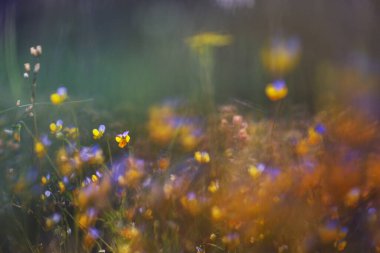 Yaz mevsiminde yeşil bir çayırdaki güzel kır çiçekleri. Doğal arkaplan.