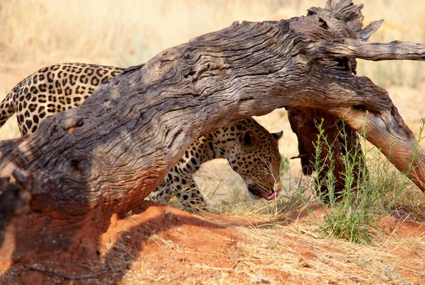 Wilde Luipaard Afrikaanse Struik Namibië — Stockfoto