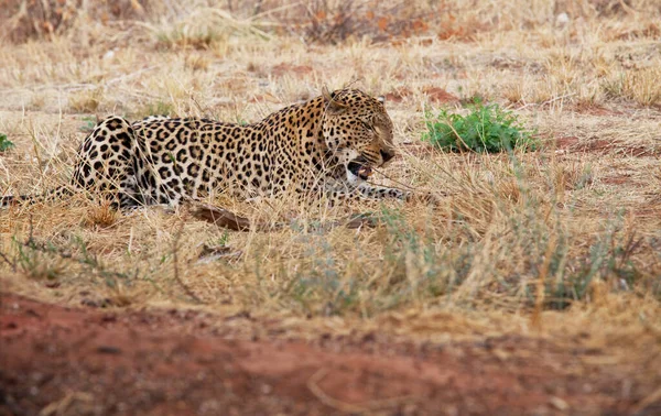 Divoký Leopard Africkém Buši Namibie — Stock fotografie