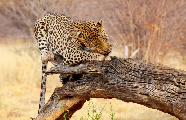 Wilde Luipaard Afrikaanse Struik Namibië — Stockfoto