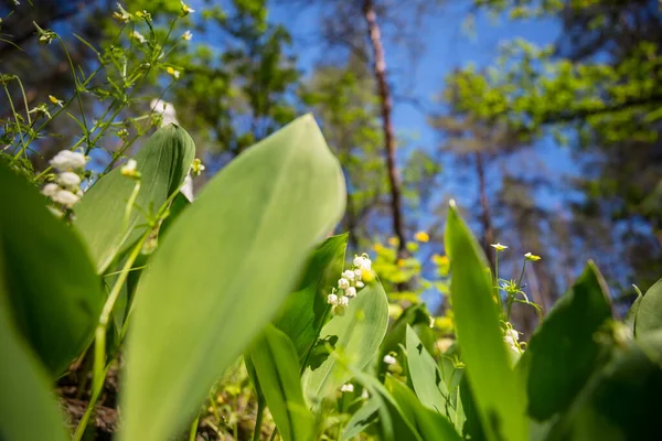 Frühlingsthema Maiglöckchen Wald — Stockfoto