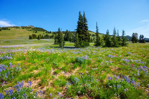 Pradera Montaña Día Soleado Paisaje Natural Verano —  Fotos de Stock