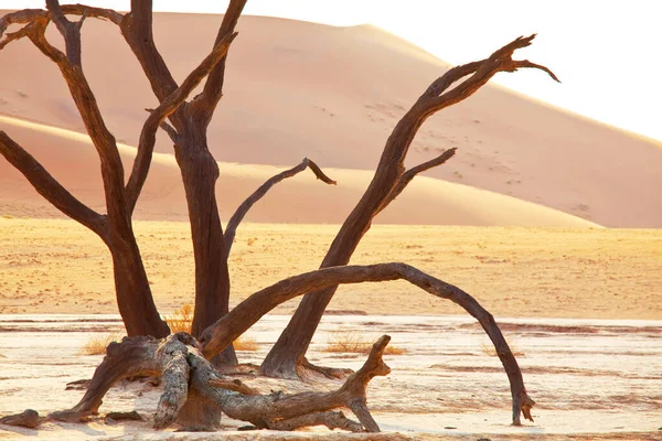 Sanddyner Och Döda Akaciaträd Namiböknen Dead Vlei Sossusvlei Namibia Afrika — Stockfoto