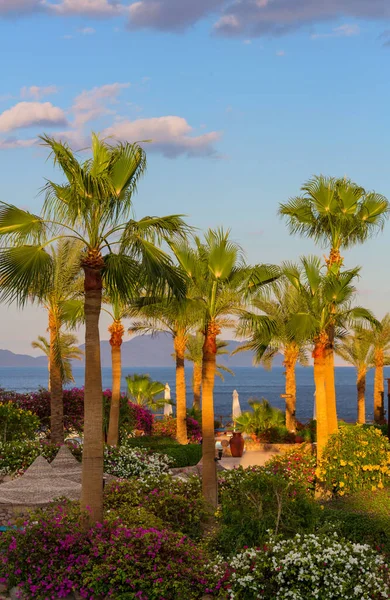 Palme Verdi Sulla Spiaggia Tropicale — Foto Stock