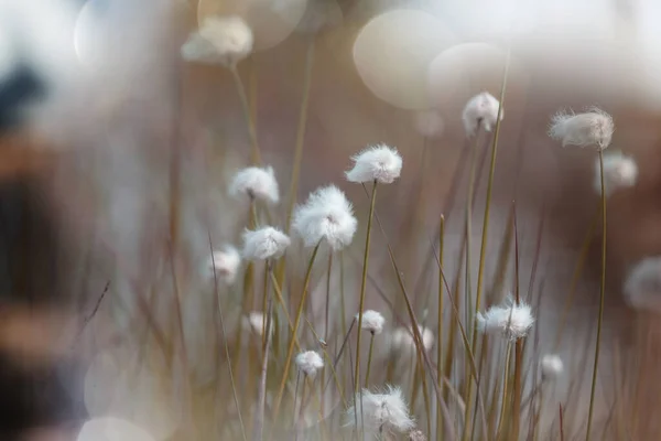 Αρκτικά Βαμβακερά Λουλούδια Την Καλοκαιρινή Περίοδο — Φωτογραφία Αρχείου