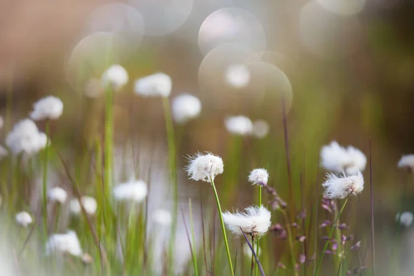 Arktische Baumwollblüten Sommer — Stockfoto