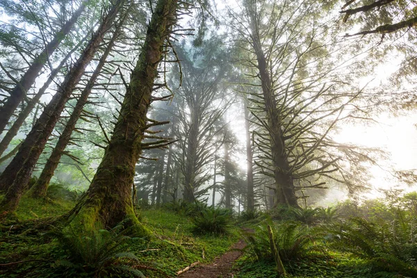 Fabulous Rain Forest Trees Covered Thick Layer Moss — Stock Photo, Image