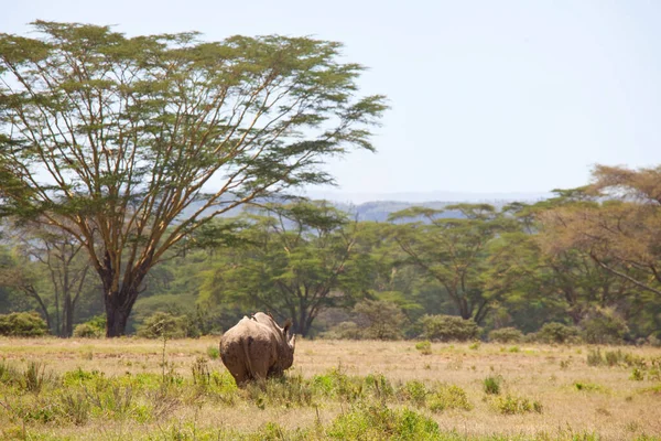 Rhinocéros Dans Savane Africaine Namibie — Photo