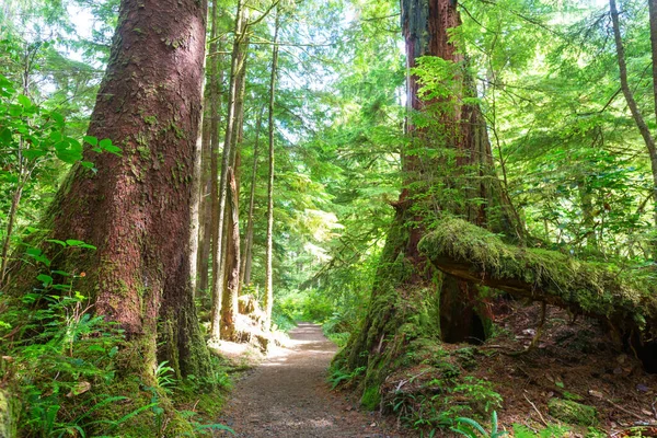 Güneş doğarken yaz ormanı. İlham verici yaz arkaplanı.