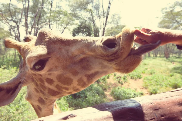 动物园里的游客喂长颈鹿 — 图库照片