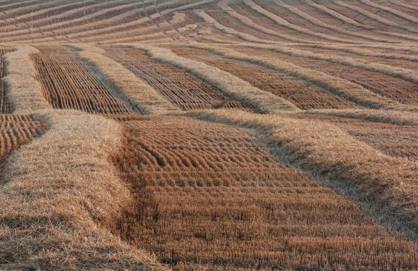 Sarı Buğday Tarlası Kırsal Arazi — Stok fotoğraf