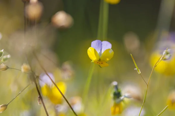 Schöne Wildblumen Auf Einer Grünen Wiese Sommer Natürlicher Hintergrund — Stockfoto