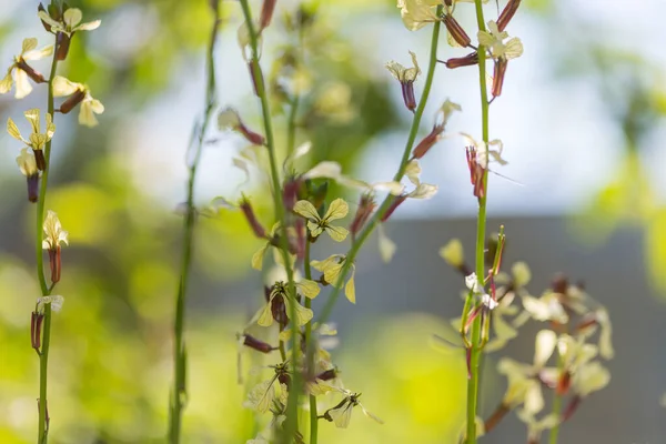 Bellissimi Fiori Selvatici Prato Verde Nella Stagione Estiva Sfondo Naturale — Foto Stock