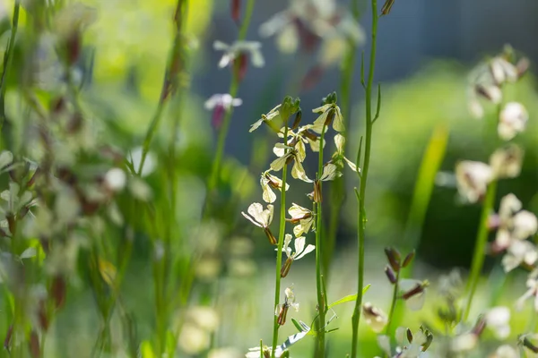 Schöne Wildblumen Auf Einer Grünen Wiese Sommer Natürlicher Hintergrund — Stockfoto