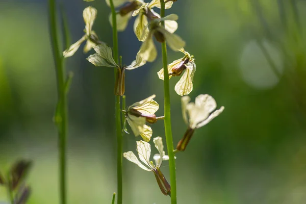 Schöne Wildblumen Auf Einer Grünen Wiese Sommer Natürlicher Hintergrund — Stockfoto